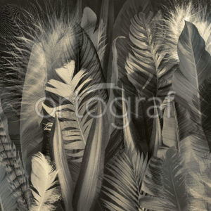Изображение #33234 Feathers and leaves sepia фотообои