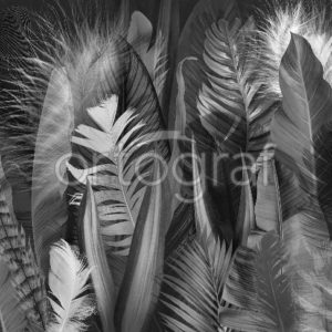 Изображение #33355 Feathers and leaves фотообои